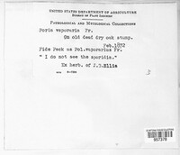 Poria vaporaria image